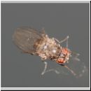 Drosophilida sp - Frucht- Taufliege 03a 3mm.jpg